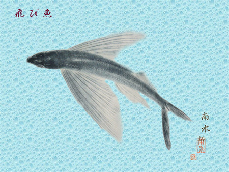 飛び魚－１匹.jpg